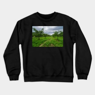 Plum trees orchard Crewneck Sweatshirt